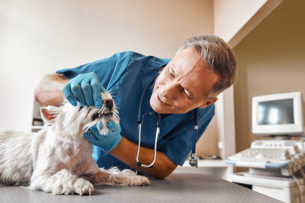 Best Broken or Chipped Tooth Repair in Winterset, IA
